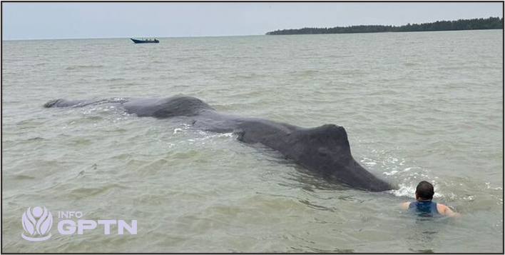 Paus Sperma Terdampar di Balikpapan: Mamalia Laut Raksasa Berakhir Tragis di Perairan Dangkal