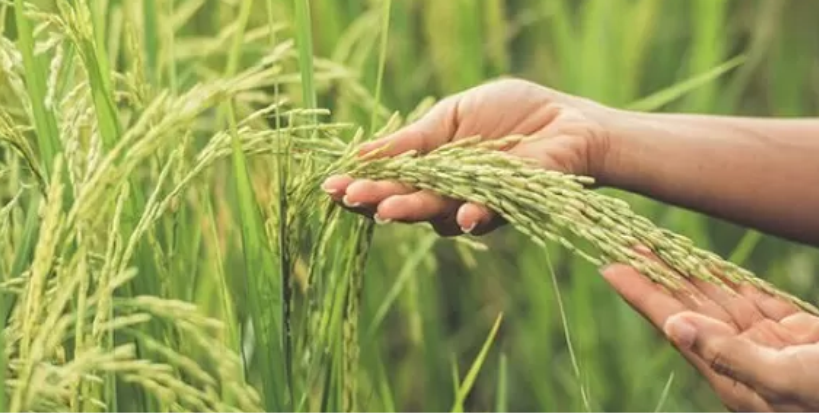 Inilah Rahasia Sukses Merawat Padi untuk Hasil Panen Optimal: Petani Wajib Tahu!