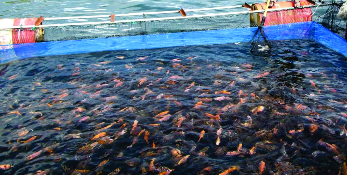Solusi Masa Depan untuk Meningkatkan Produktivitas dan Keberlanjutan