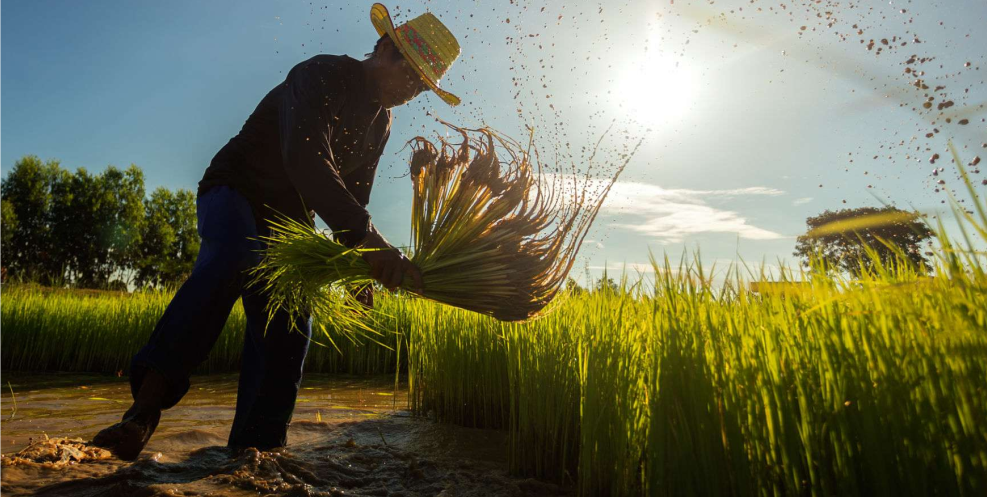 Mengenal Berbagai Jenis Padi dan Keunggulannya serta Panduan Lengkap bagi Petani dan Konsumen