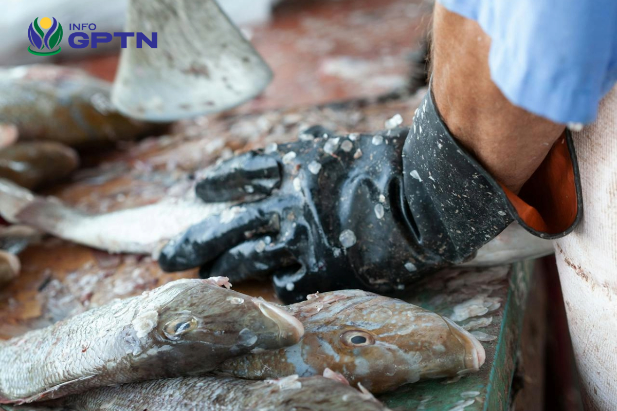 Penurunan Daya Beli Masyarakat Ancam Keberlangsungan Petani, Peternak, dan Nelayan 