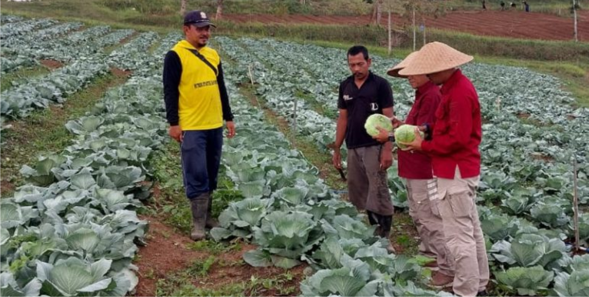 Pertama Kalinya, Hasil Pertanian Warga Binaan Lapas Malang Tembus Pasar Internasional: Kubis Manis Diekspor ke Taiwan