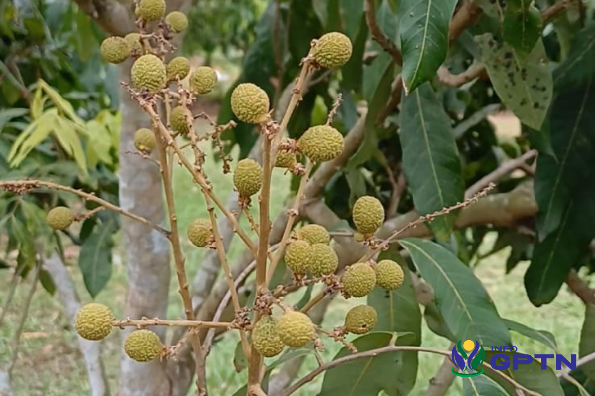 Ancaman Hama Kalong Tantangan bagi Petani Klengkeng di Jogja