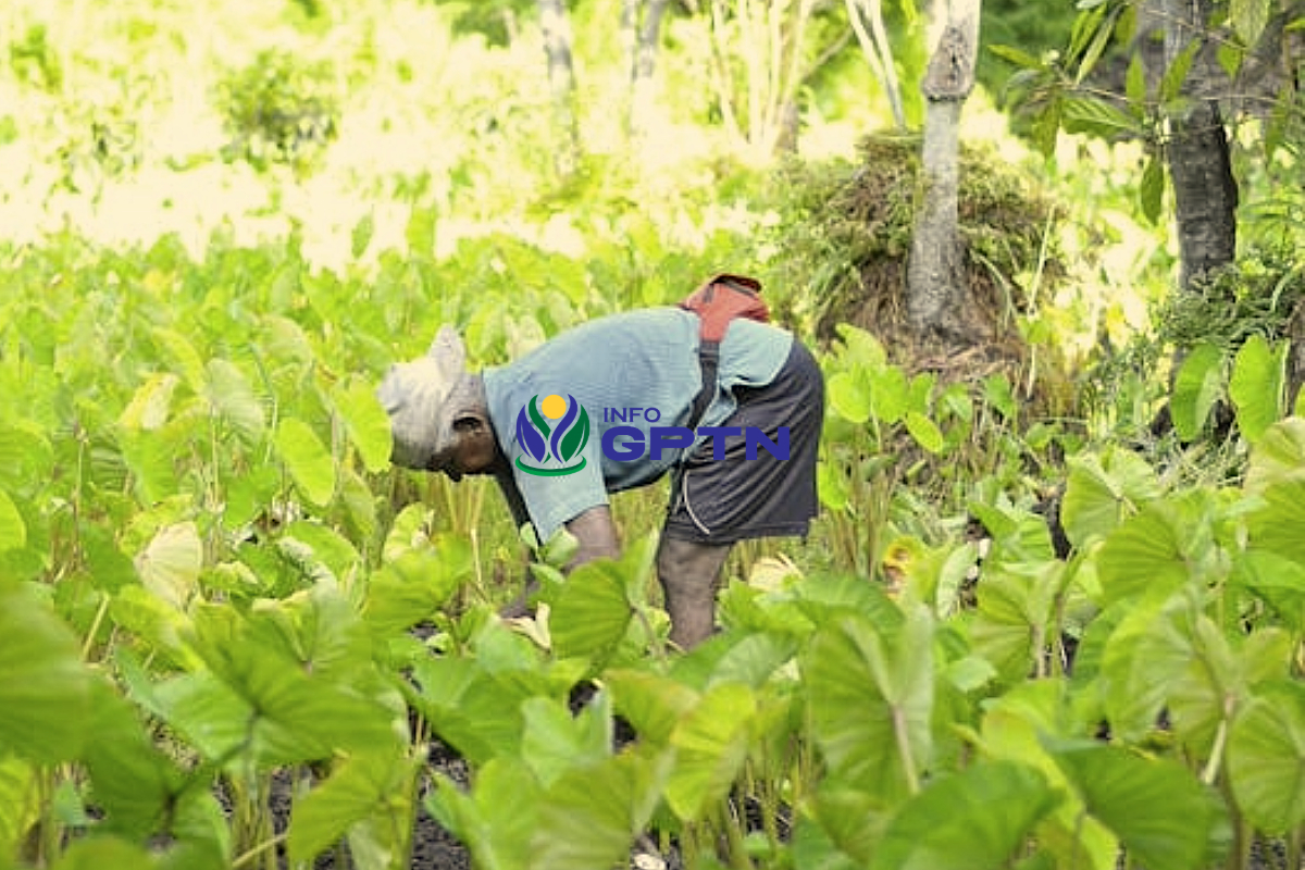 Anggota DPRD Berau Dorong Penguatan Ekonomi Daerah Lewat Sektor Perkebunan dan UMKM