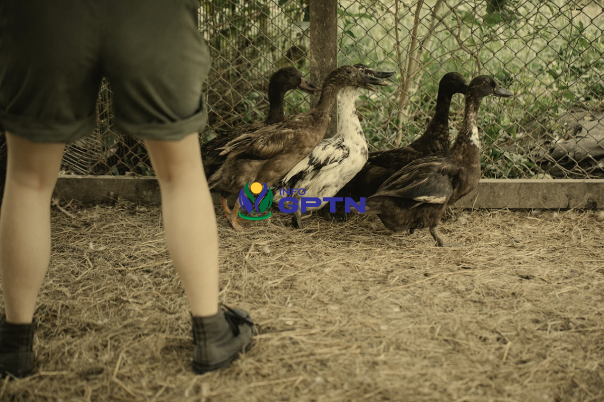 Peternakan Bebek di Indonesia Apakah Menjanjikan, Ini Strateginya