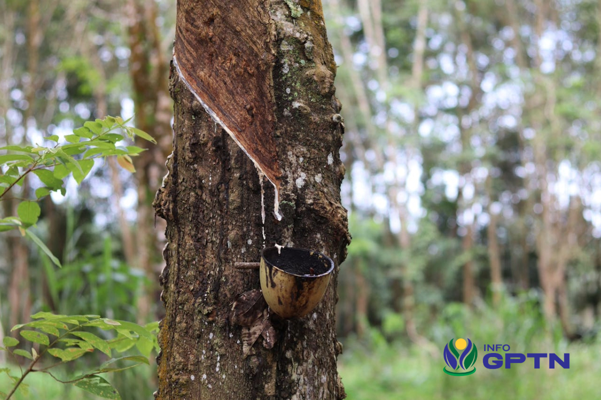 hutan Indonesia