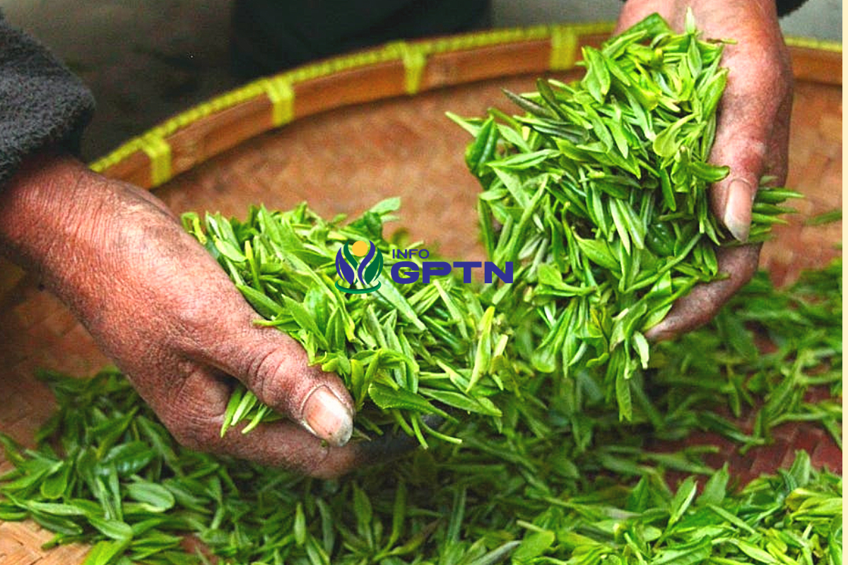 Penanganan Hama pada Perkebunan Teh: Upaya Meningkatkan Produktivitas dan Kualitas Tanaman