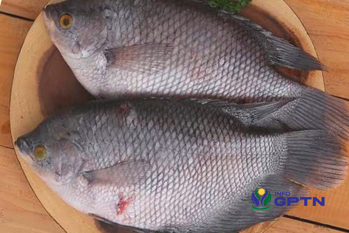 ikan gurame