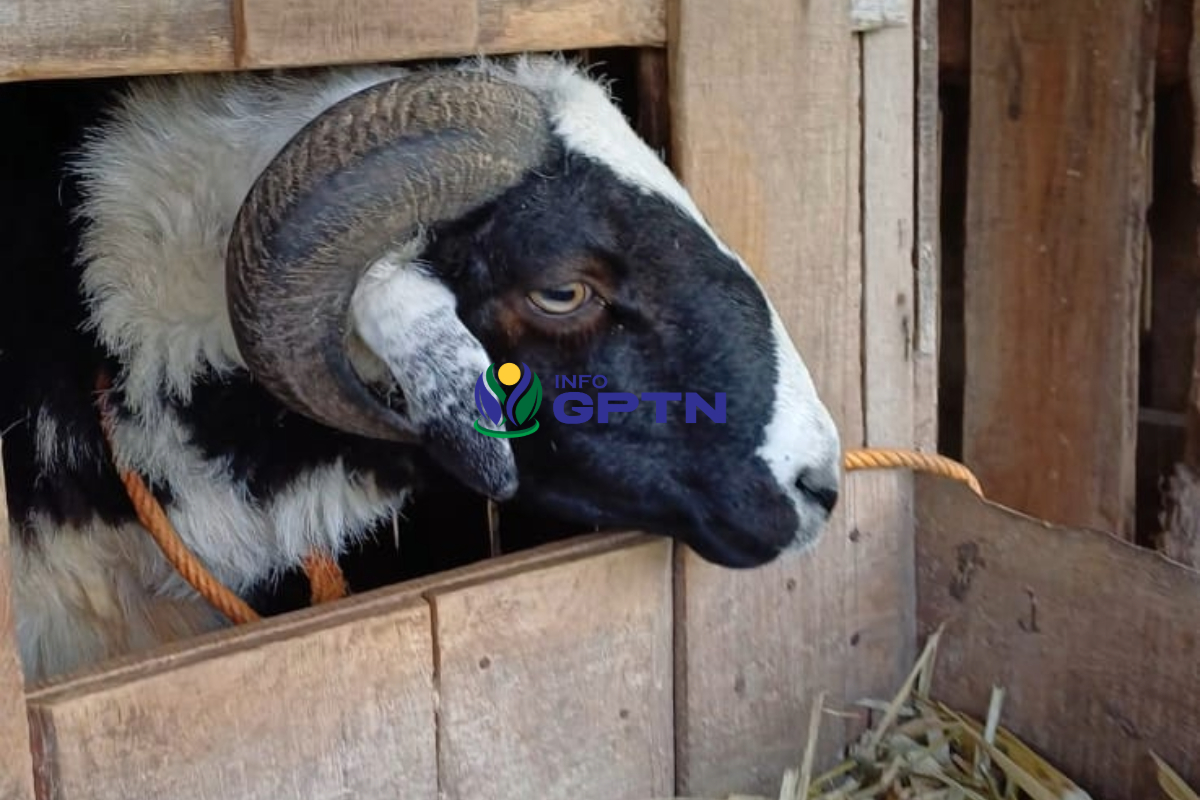 Potensi Ternak kambing