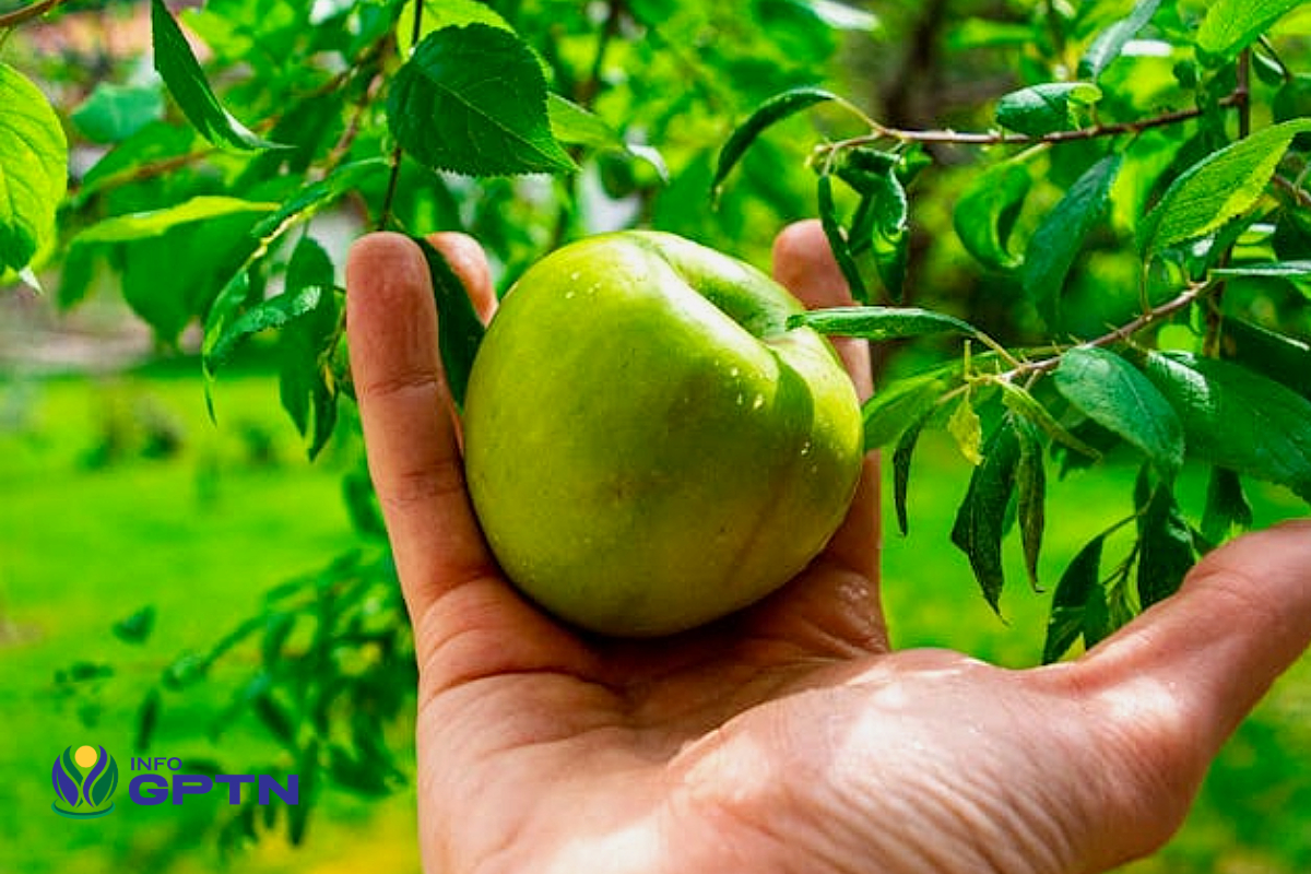 petani modern