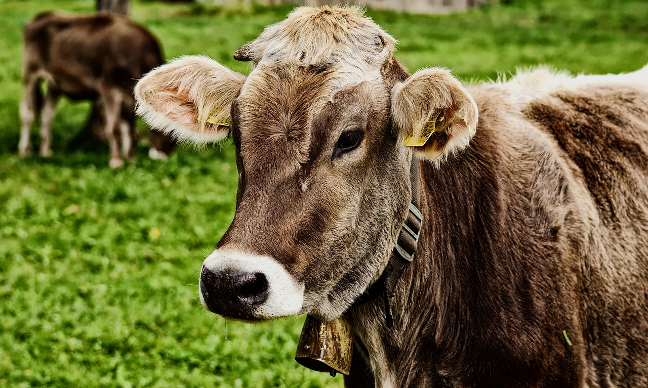 cow, cattle, animal, beef, livestock, mammal, farm, rural, agriculture, countryside, farm animal, pasture, meadow, nature, cow, cow, cow, cow, cow