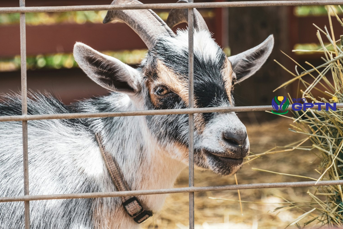 GPTN Gelar Sayembara Desain Kandang Breeding Portable untuk Mahasiswa