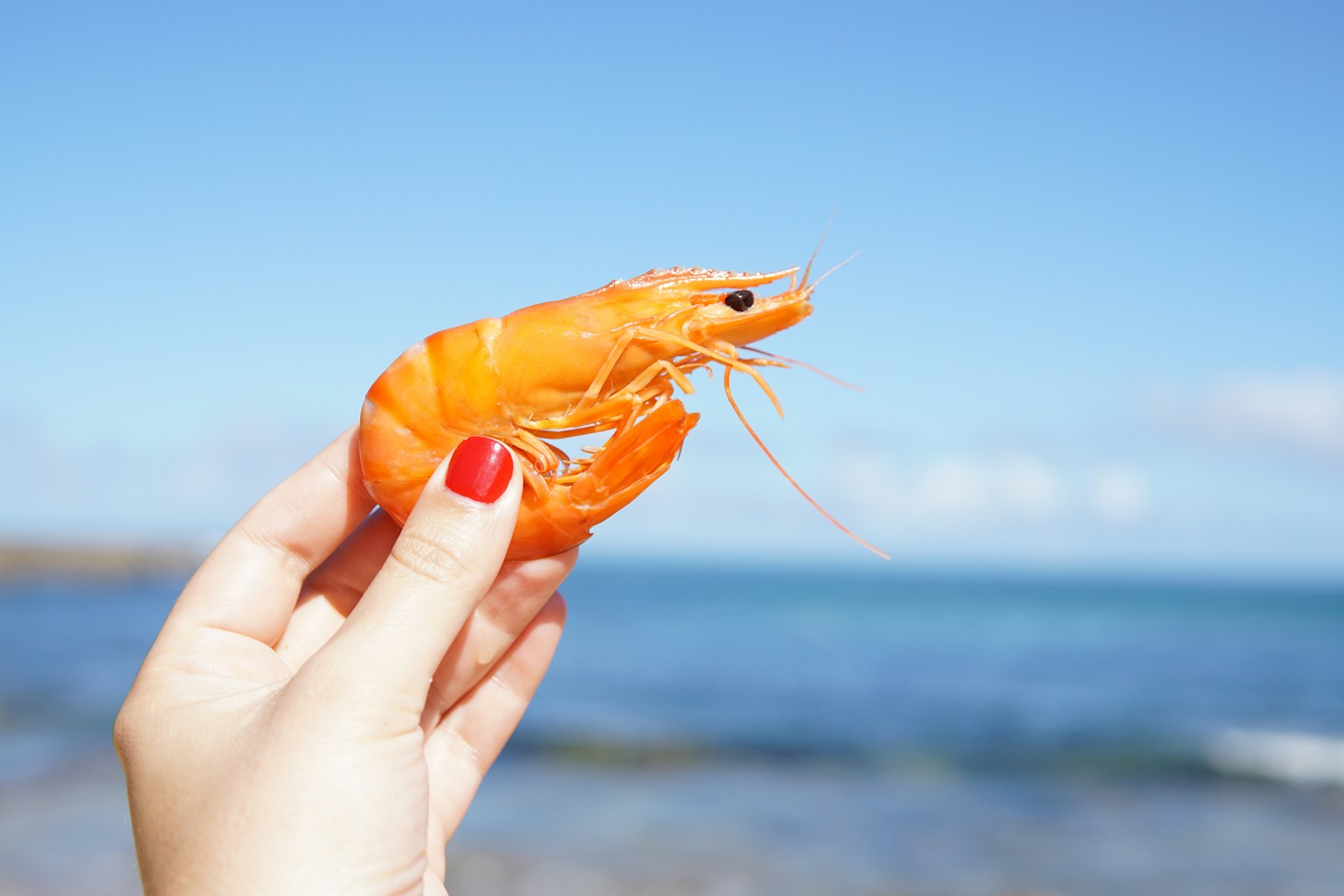 Produksi Udang Pulau Sumbawa Diklaim Terbaik Nasional, Kalahkan Jawa Timur