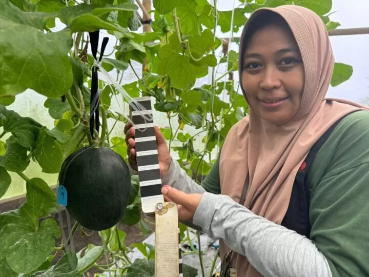 Inovasi Melon Hitam Karya Anak Bangsa: Ketika Sawwad Melon Hadir dari Tanah Malang