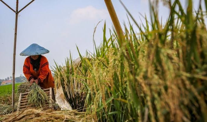 Ketahanan Pangan Nasional: Pilar Kedaulatan di Tengah Krisis Global