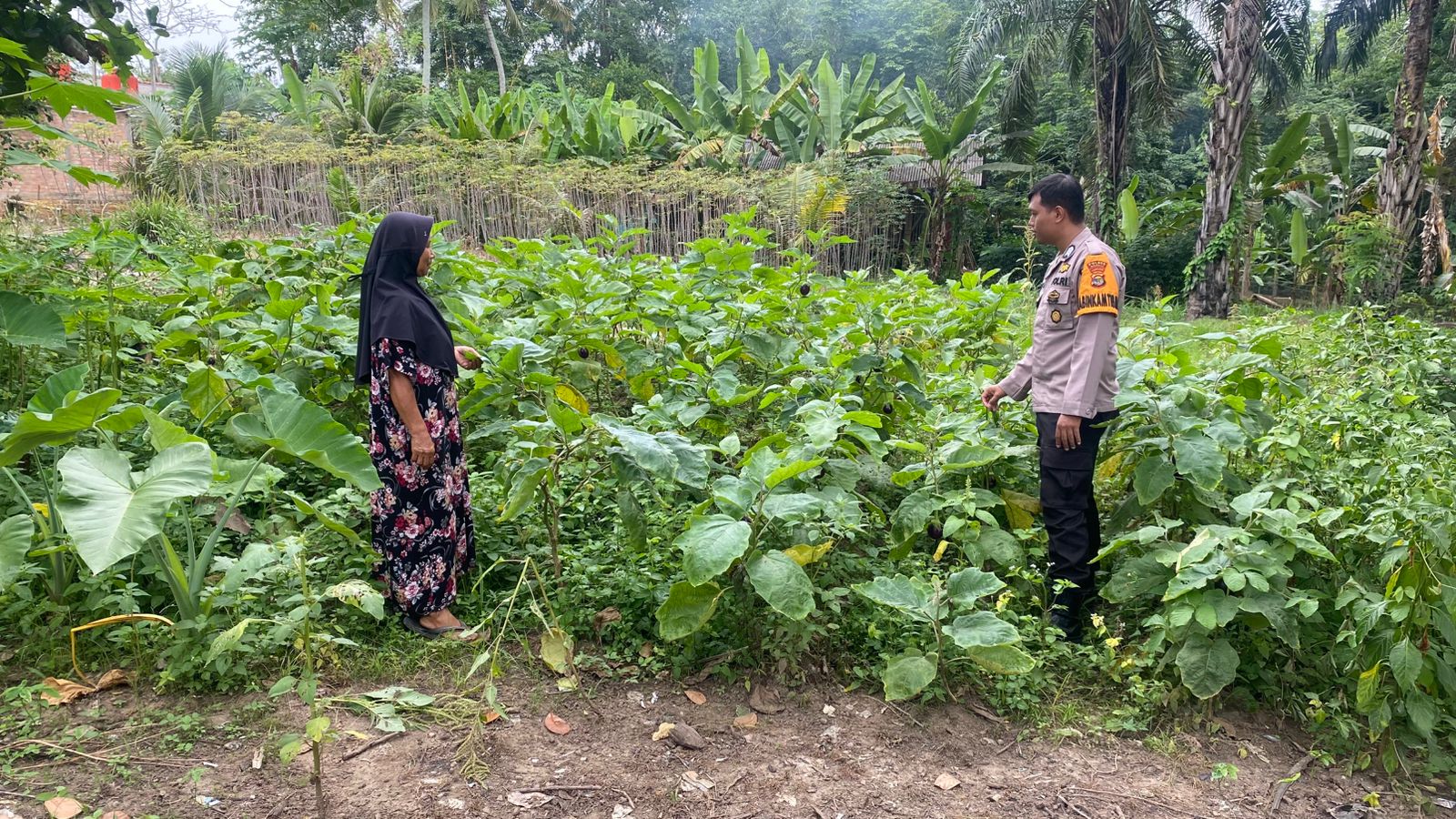 Dari Pekarangan ke Ketahanan Pangan: Kolaborasi Polsek Simpang Pematang dan Warga Desa Aji Jaya
