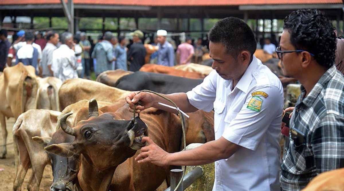 Kebutuhan Pakan Ternak di Aceh Capai 2,39 Juta Ton per Tahun, Disnak Bangun Sentra Produksi Hijauan