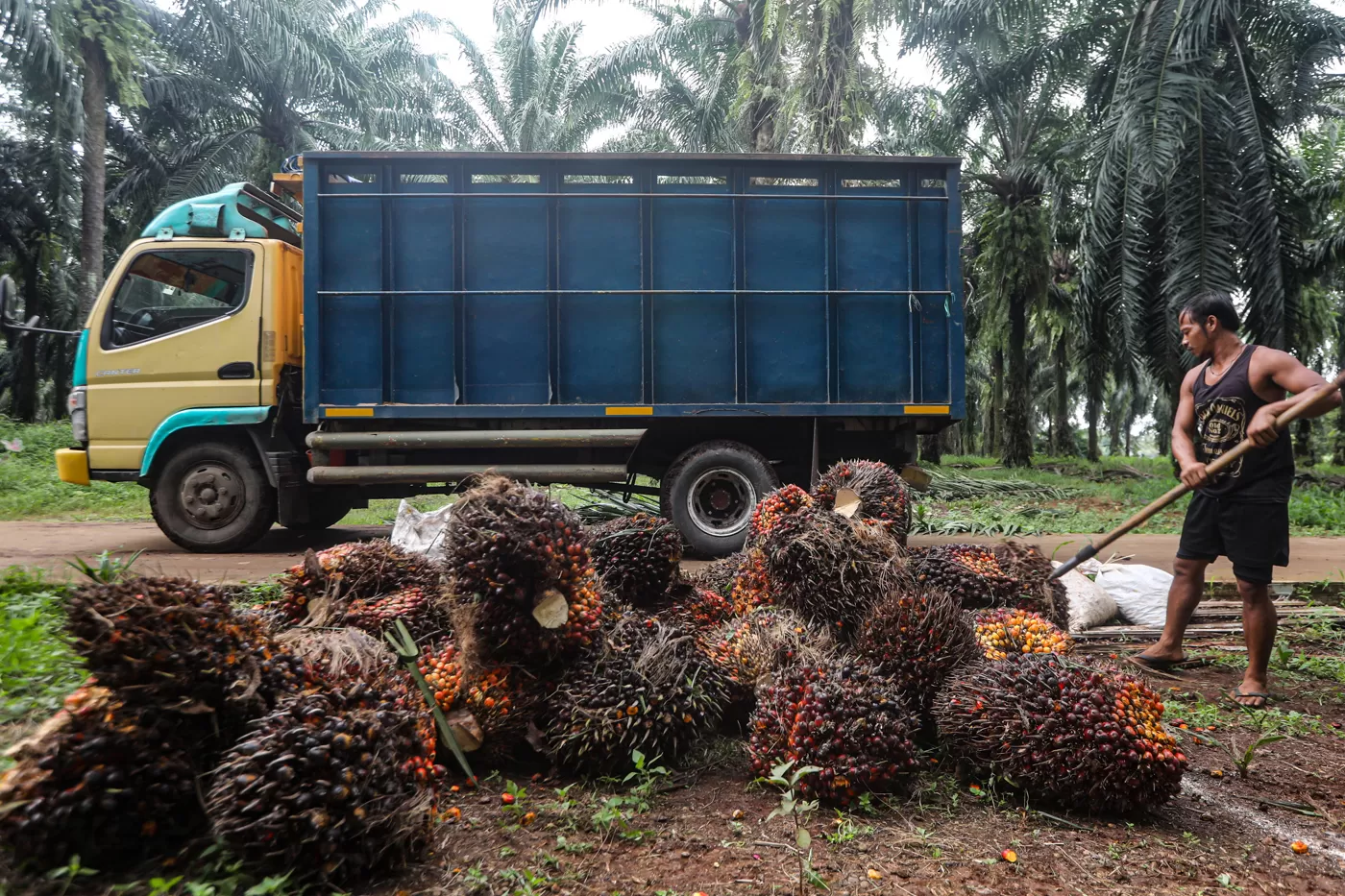 Peneliti UI: Industri Sawit Perlu Kepastian Hukum untuk Jaga Keberlanjutan dan Kesejahteraan Petani
