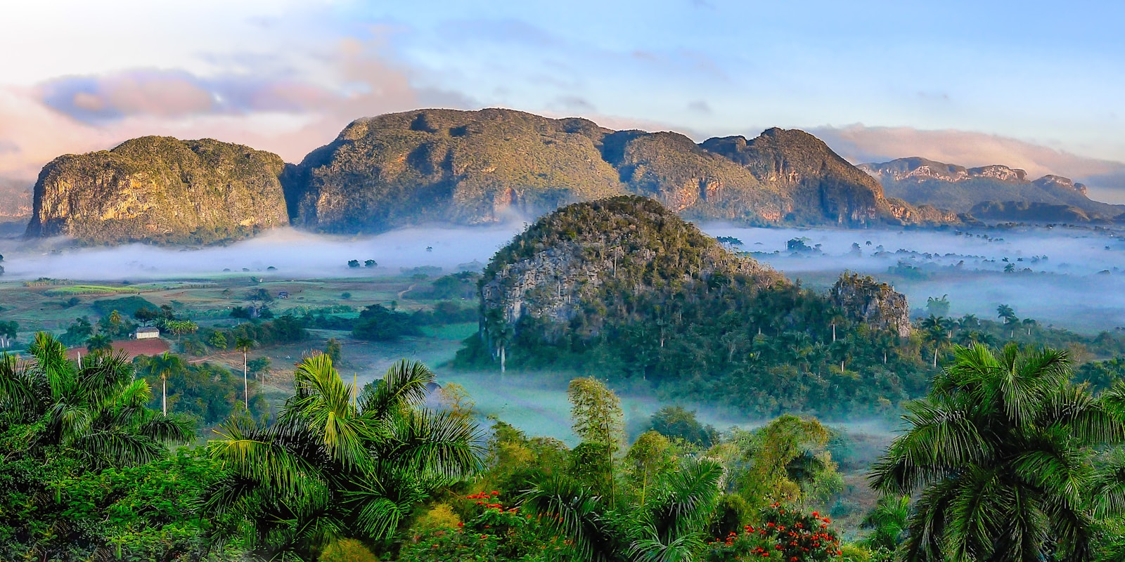 Peran Hutan dalam Pembentukan Oksigen: Penjaga Napas Bumi yang Terlupakan