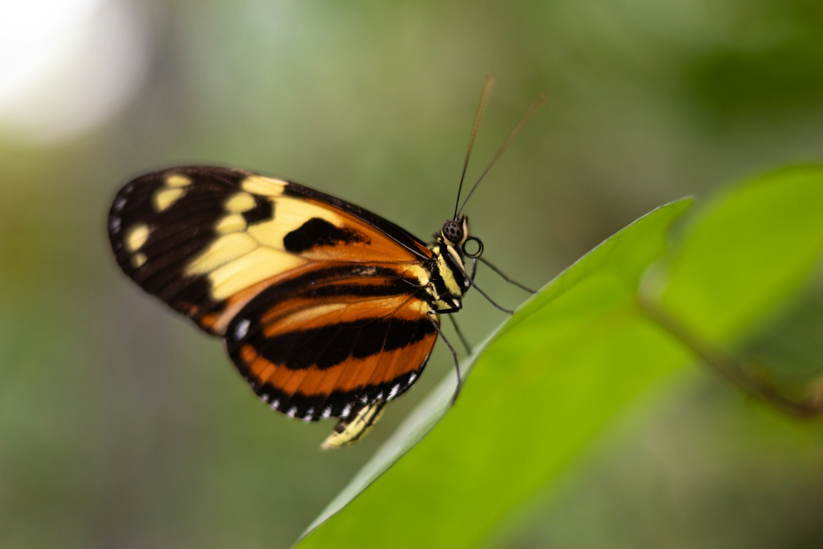 Perbedaan Flora dan Fauna: Penjelasan Lengkap dan Contohnya