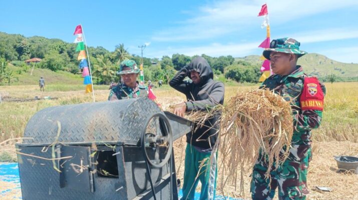 Babinsa Koramil 1603-01/Alok Kodim 1603/Sikka Laksanakan Panen Raya di Desa Kolisia B untuk Dukung Swasembada Pangan