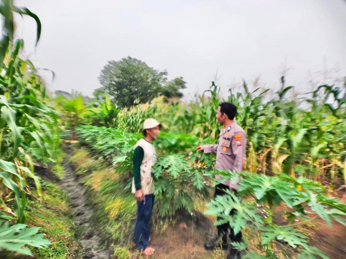 Polresta Sidoarjo Tanam Pepaya Bersama Petani, Wujud Nyata “Polri Cinta Petani” untuk Swasembada Pangan