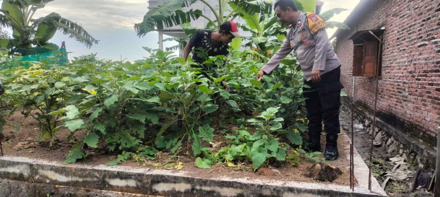 Polisi Cinta Petani: Aiptu Anang Turun ke Kebun Terong, Dukung Swasembada Pangan Desa Sentul