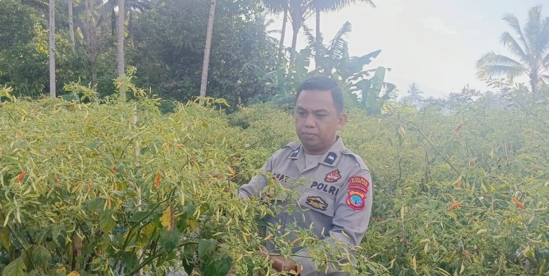 MENANAM CABAI, MENUMBUHKAN KETAHANAN BANGSA: LANGKAH KECIL AIPDA HIJRAH ARAFAT YANG BERGAUNG NASIONAL
