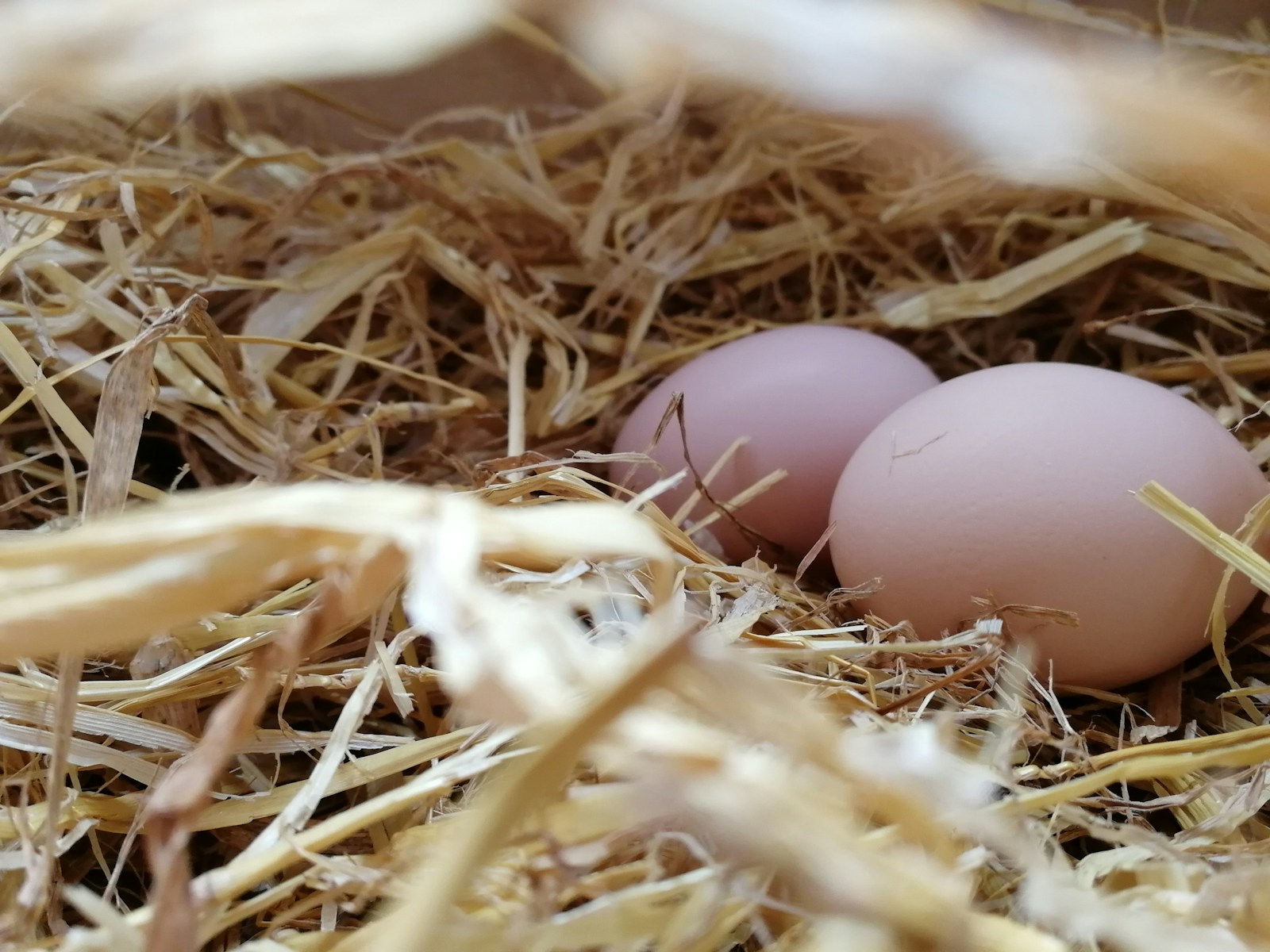 Cara Ternak Ayam Petelur yang Menguntungkan untuk Pemula