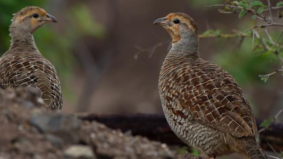 Panduan Lengkap Cara Beternak Burung Puyuh untuk Pemula